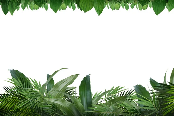 Der Rahmen aus grünen tropischen Blättern — Stockfoto