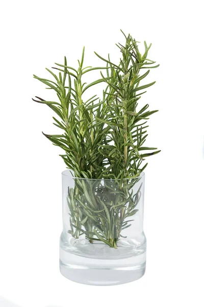 Rosemary Vaso Planta Vidro Isolado Sobre Fundo Branco — Fotografia de Stock