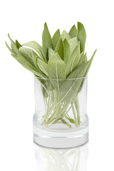 Sage Leaves Glass Plant Pot Isolated White Background — Stock Photo, Image
