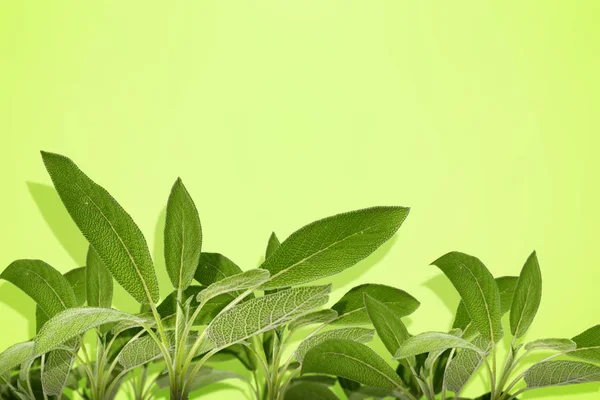 Green twig of sage on a colored background