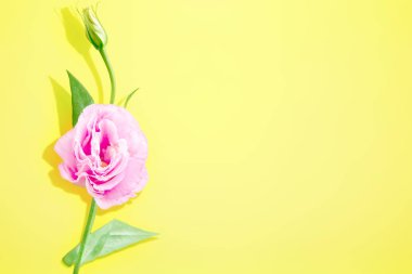 Sarı arka planda pembe Eustoma çiçeği