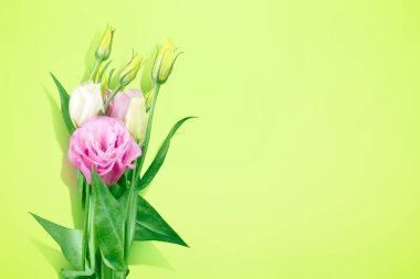 Yeşil arka planda pembe Eustoma çiçeği