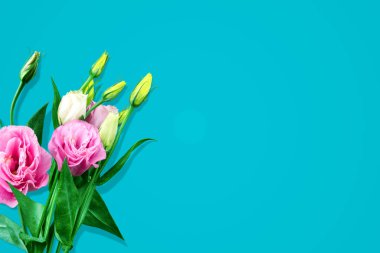 Mavi arkaplanda canlı renkte pembe Eustoma çiçeği