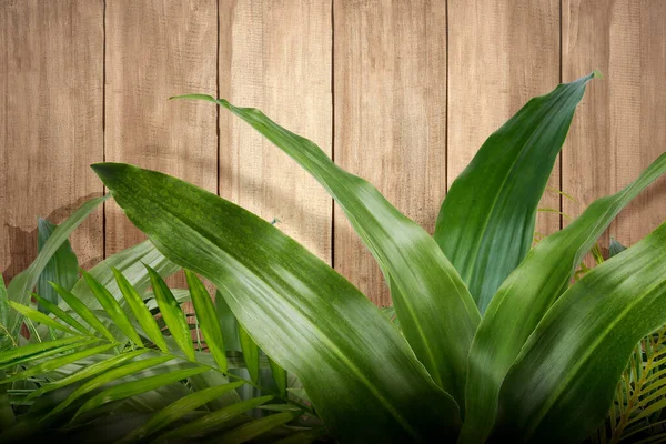 Tropisch Groene Bladeren Met Houten Muurondergrond — Stockfoto