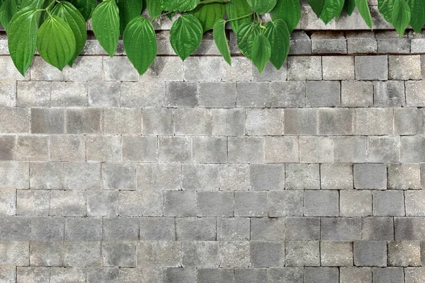 Foglie Verdi Tropicali Con Sfondo Muro Mattoni — Foto Stock