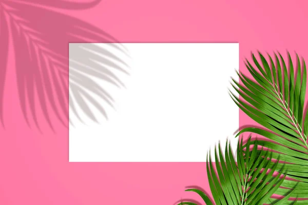 棕榈叶在粉红色的背景上呈生气勃勃的颜色 复制空间的空白空间 — 图库照片