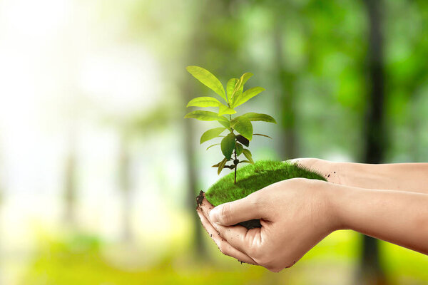 Human hands holding soil with growing plants above it in the park. Earth day concept