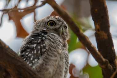Benekli owlet