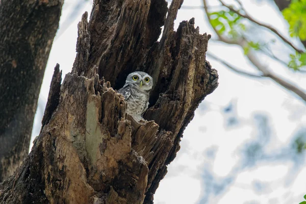 Плямистий owlet — стокове фото