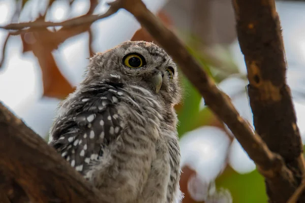 Плямистий owlet — стокове фото