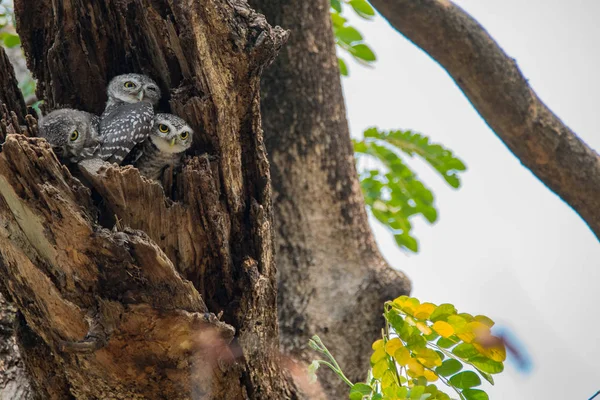 A coruja manchada — Fotografia de Stock