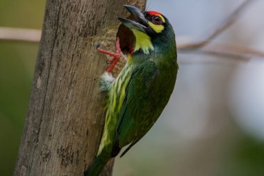Coppersmith kaniş, Kızıl göğüslü kaniş veya coppersmith