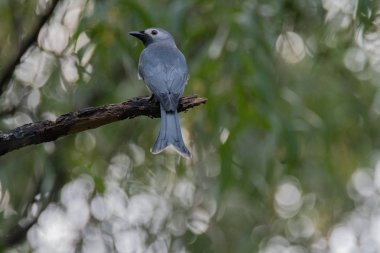 Küllü çaylak herif (Dicrurus leucophaeus)