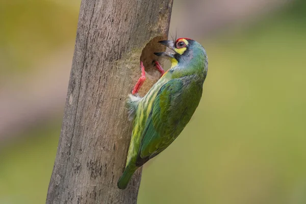 A Sárgatorkú bajszika, bíbor-mellű barbet vagy Rézműves — Stock Fotó