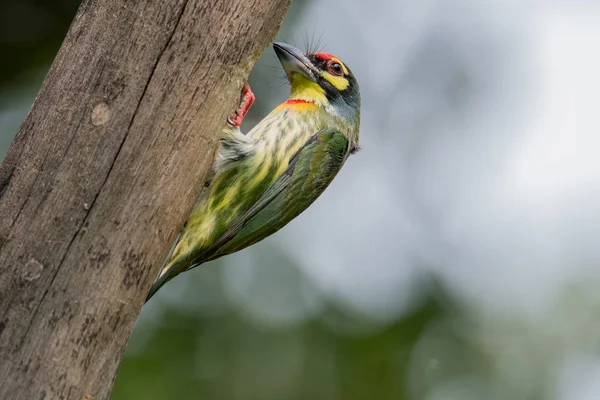 The coppersmith barbet, crimson-breasted barbet or coppersmith — Stock Photo, Image