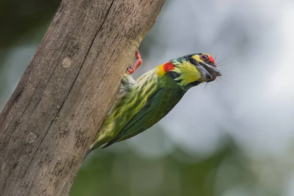 A Sárgatorkú bajszika, bíbor-mellű barbet vagy Rézműves — Stock Fotó