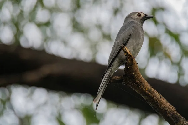 Der aschige Drongo (dicrurus leucophaeus)) — Stockfoto