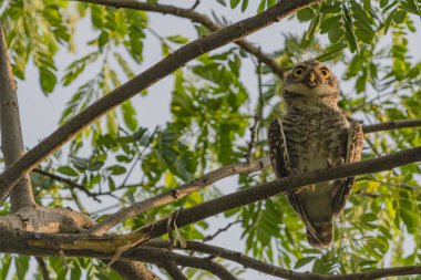 Benekli owlet - baykuş (Athene brama)