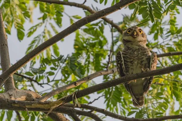 Плямистий owlet - Сова (Афіни брама) — стокове фото