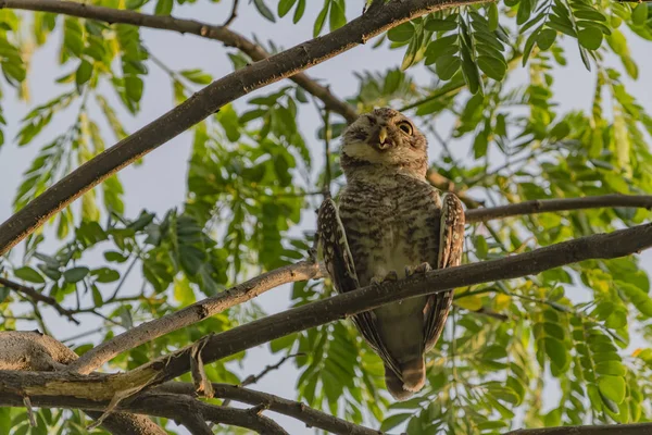 Плямистий owlet - Сова (Афіни брама) — стокове фото