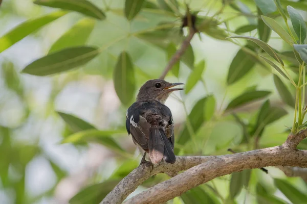 Der eisenhaltige Fliegenfänger (muscicapa ferruginea)) — Stockfoto