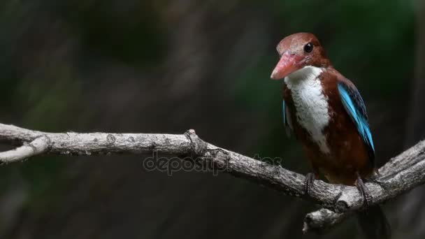 Questo uccellino (Kingfisher dalla gola bianca) ha un dorso, ali e coda blu brillante. La testa, le spalle, i fianchi e il ventre inferiore sono castani, e la gola e il seno sono bianchi. . — Video Stock