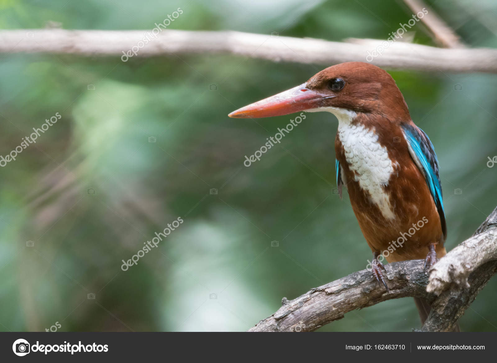 Ce Petit Oiseau à Gorge Blanche Kingfisher A Un Brillant