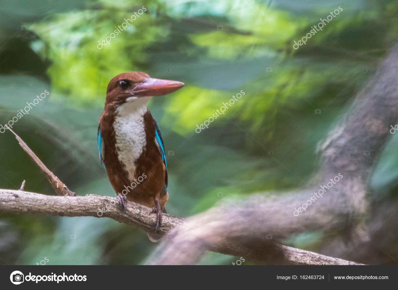 Ce Petit Oiseau à Gorge Blanche Kingfisher A Un Brillant