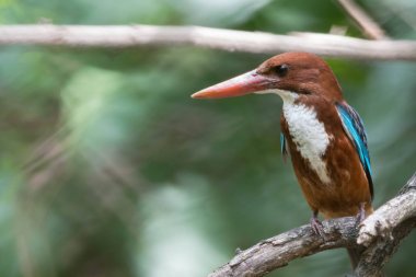 Bu küçük kuş (Beyaz boğazlı Kingfisher) parlak mavi b vardır