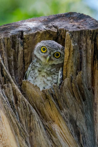 Плямиста сова цікаво виглядає зі свого гнізда в дереві пустотілий — стокове фото