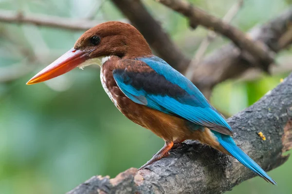 Bir küçük bazı beslemeleri bakarak kuş (Beyaz boğazlı Kingfisher) 