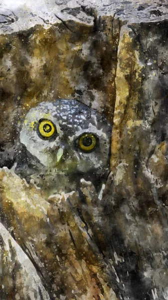 Плямистий owlet плямистий owlet(Athene brama) дивлячись на нас в природі в Таїланді. — стокове фото