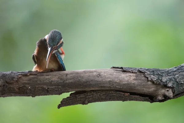 Pescador real común (Alcedo atthis ) — Foto de Stock