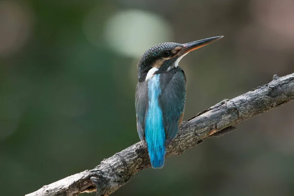 Közönséges királyhalász (Alcedo atthis) — Stock Fotó