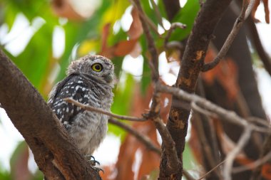 Benekli owlet - bize Wa, doğada bakıyor baykuş (Athene brama)