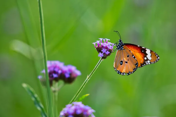 Motyl na kwiaty — Zdjęcie stockowe