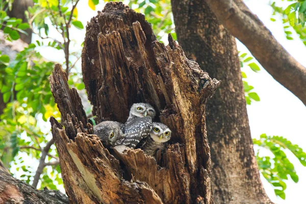 Плямистий owlet - Сова (Афіни брама), дивлячись на нас в природі на ва — стокове фото