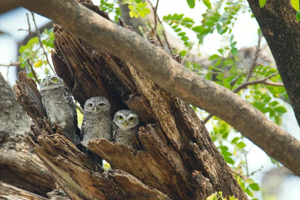 Плямистий owlet - Сова (Афіни брама), дивлячись на нас в природі на ва — стокове фото