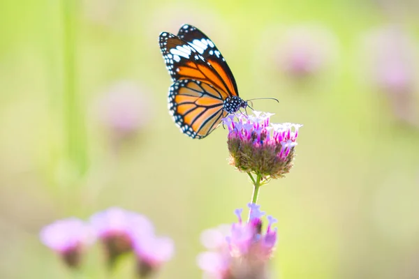 Motyl na kwiaty — Zdjęcie stockowe