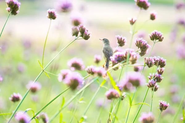 Der eisenblättrige Fliegenschnäpper (muscicapa ferruginea) ist eine — Stockfoto