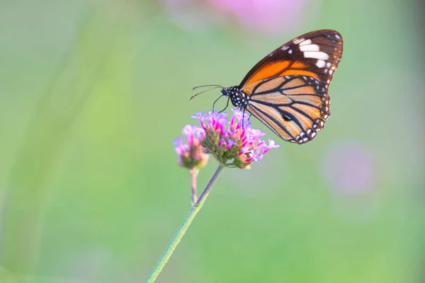 Бабочка на цветах — стоковое фото