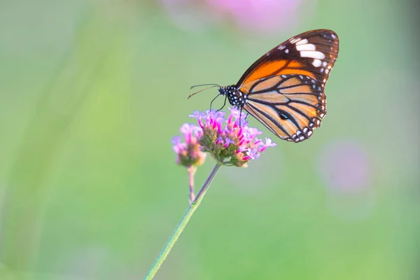 Schmetterling auf Blumen — Stockfoto