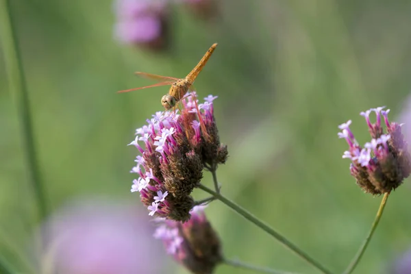 トンボ収集花粉 — ストック写真
