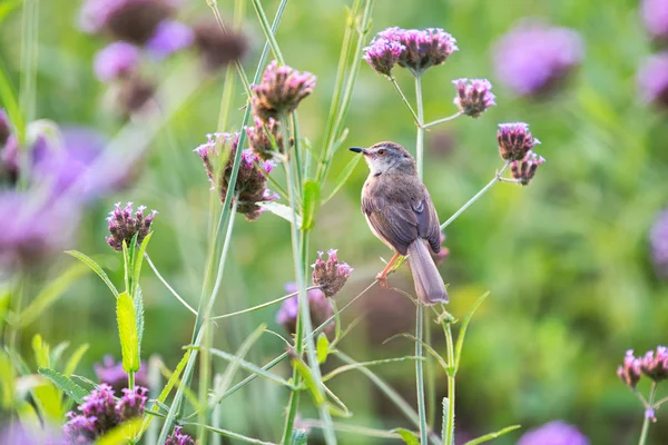 Der eisenblättrige Fliegenschnäpper (muscicapa ferruginea) ist eine — Stockfoto