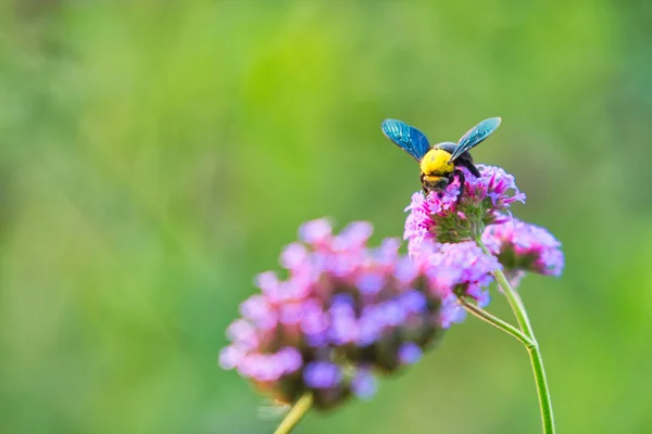 Pszczoły zbierają pyłek i nektar — Zdjęcie stockowe