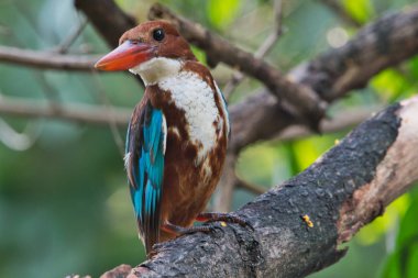 Bir küçük bazı beslemeleri bakarak kuş (Beyaz boğazlı Kingfisher) 