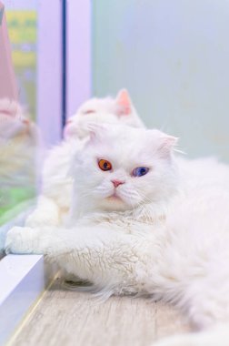 Ahşap zeminde dinlenen genç sevimli kedi. İskoç Katlaması