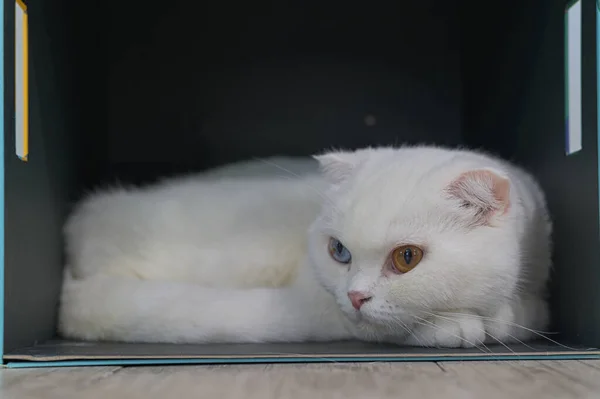 Joven gato lindo descansando en el suelo de madera. El corto escocés Fold - — Foto de Stock