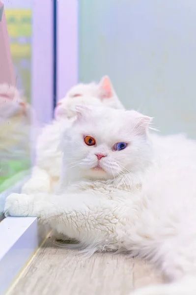 Ahşap zeminde dinlenen genç sevimli kedi. İskoç Katlaması