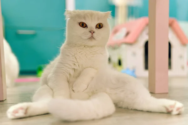 작고 귀여운 고양이 가 바닥에 앉아 있습니다. 스코틀랜드 산짧은 털 — 스톡 사진